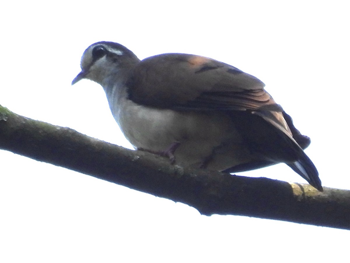 Tambourine Dove - ML643938501