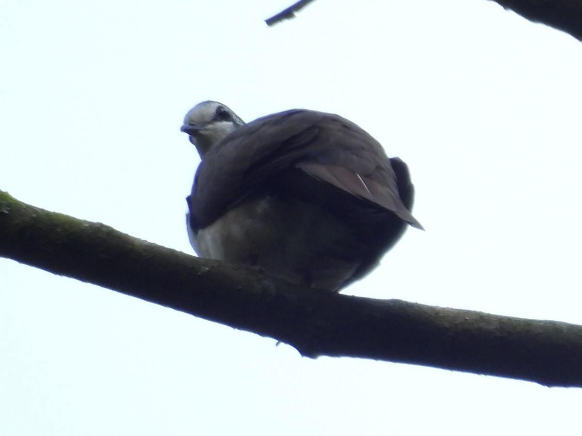 Tambourine Dove - ML643938502