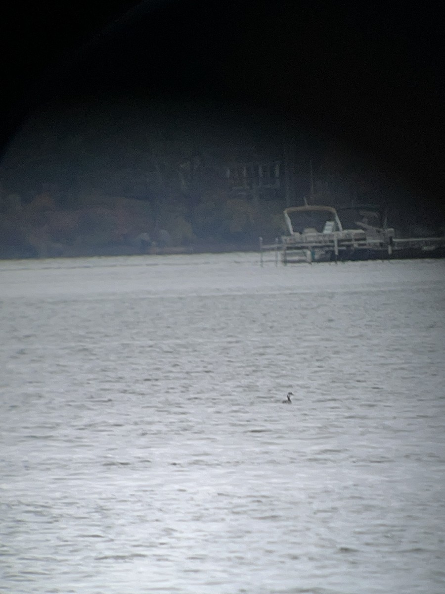 Horned Grebe - ML643938503