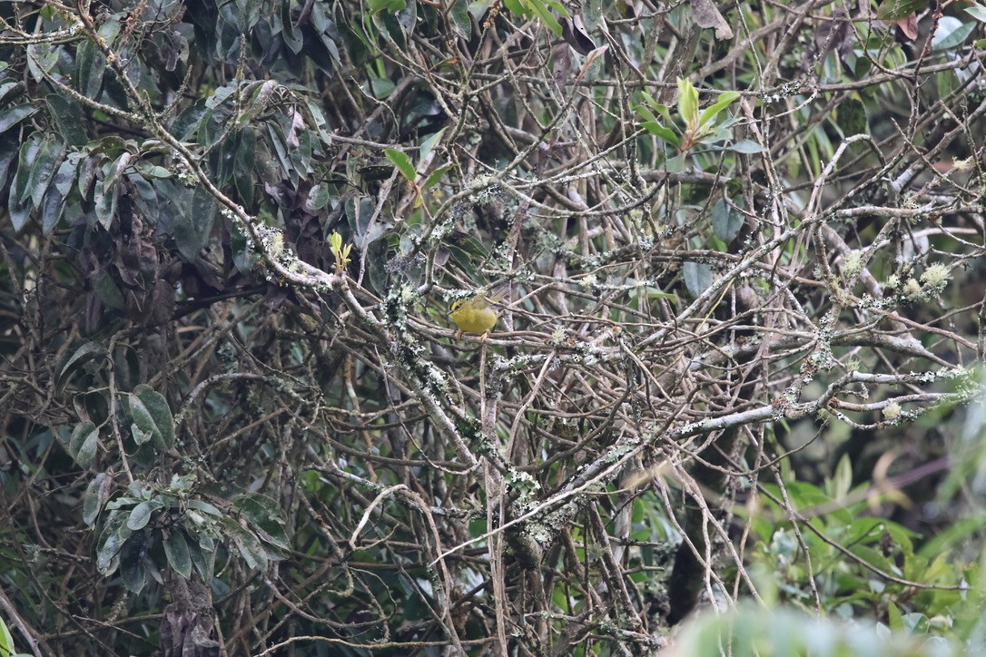 Black-crested Warbler - ML643938528