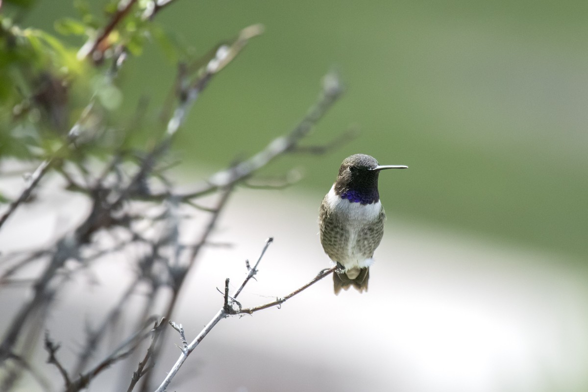 Black-chinned Hummingbird - ML643938546