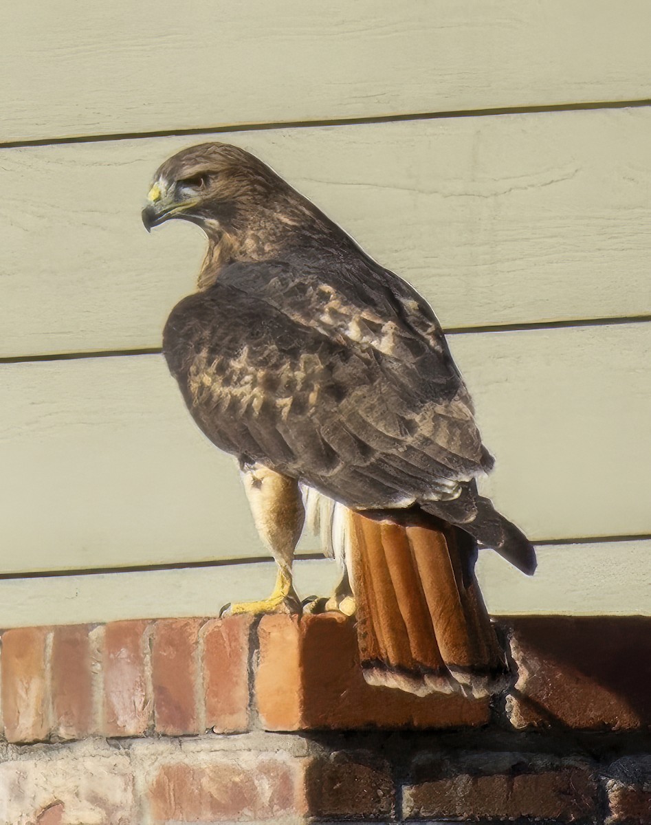 Red-tailed Hawk - ML643938549