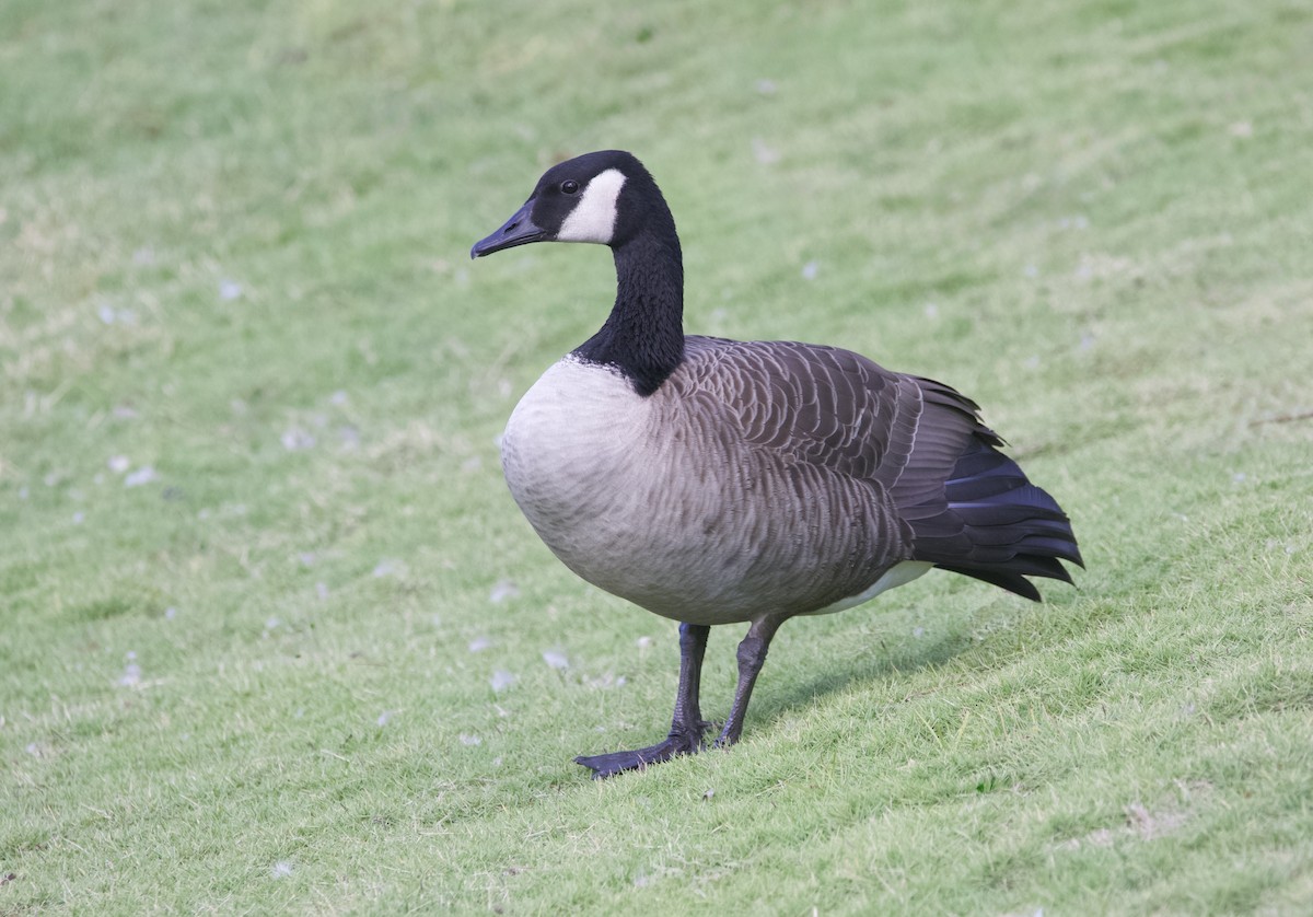 Canada Goose - ML643938579
