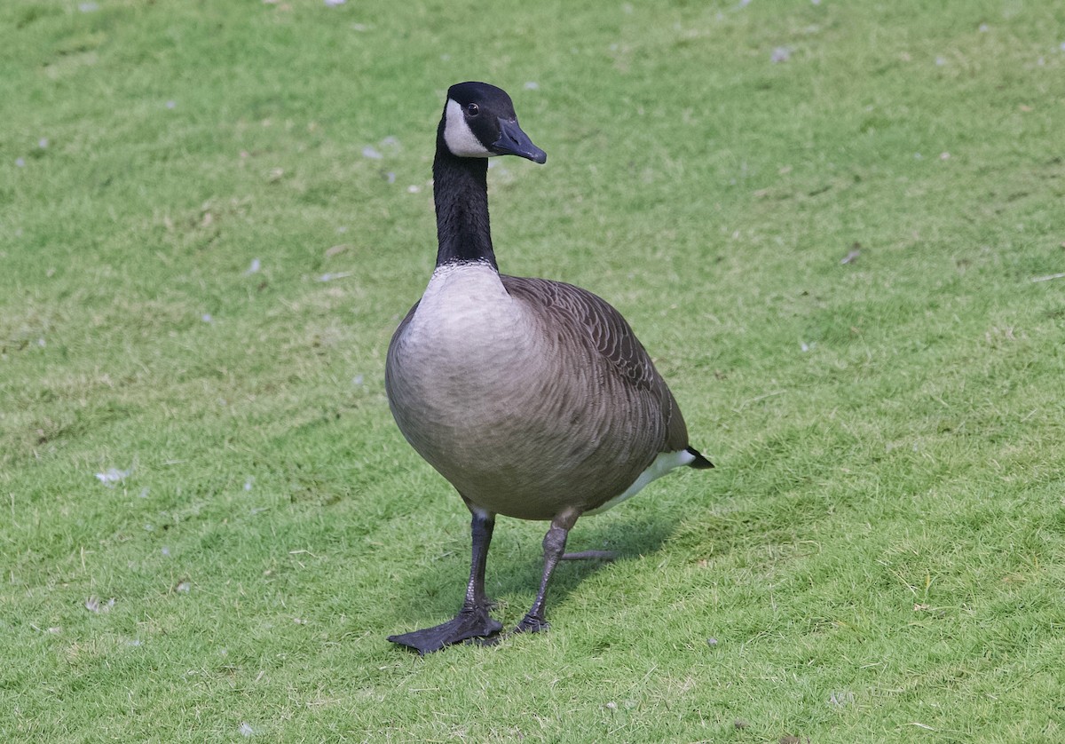 Canada Goose - ML643938580