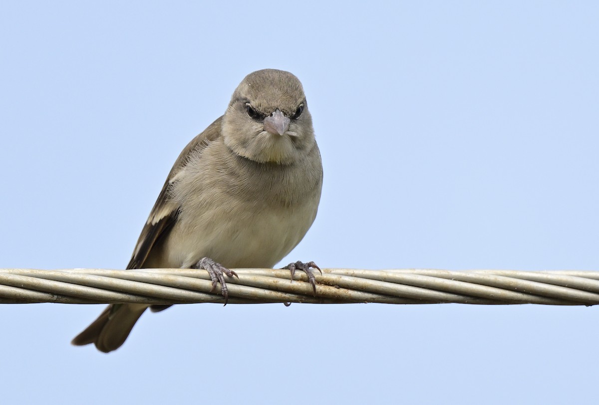 Yellow-throated Sparrow - ML643938606
