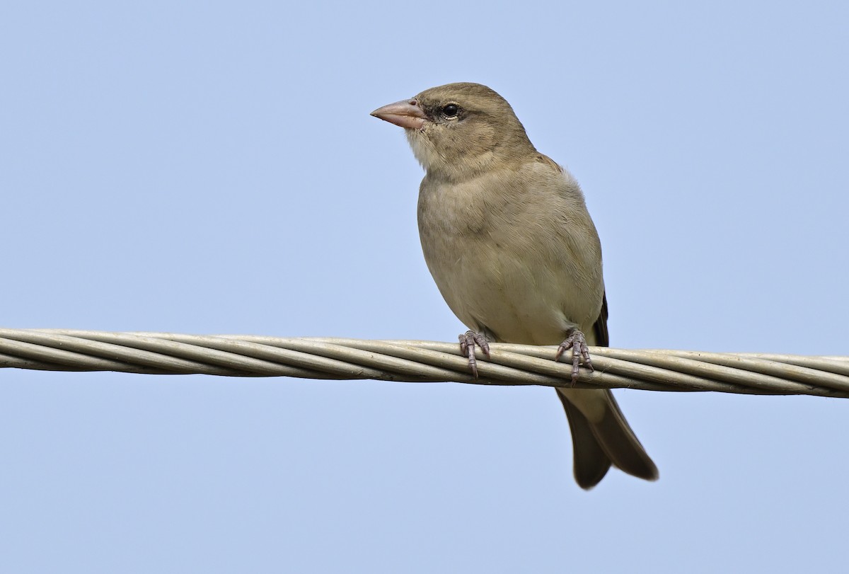 Yellow-throated Sparrow - ML643938608