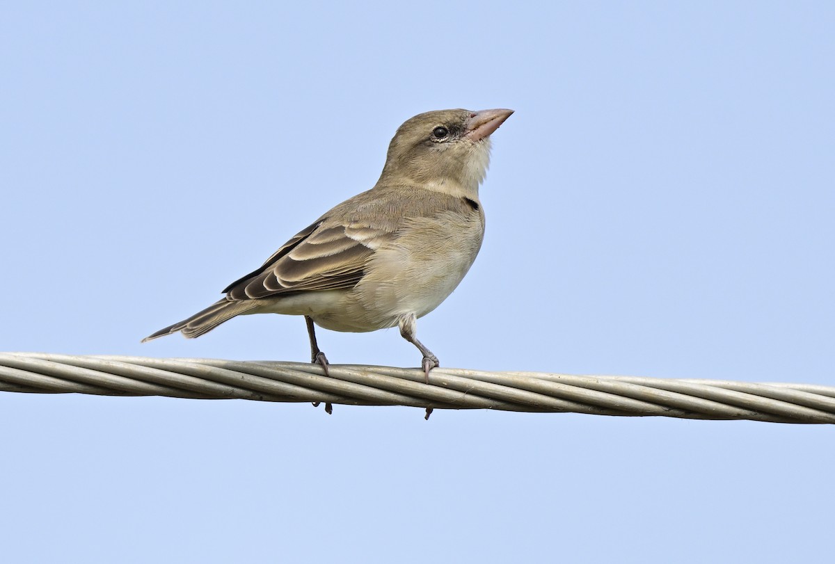Yellow-throated Sparrow - ML643938609