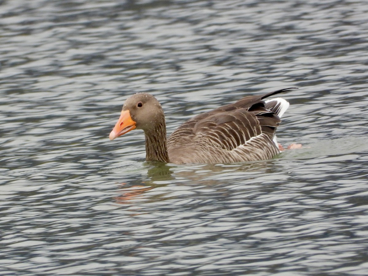 Graylag Goose - ML643938610