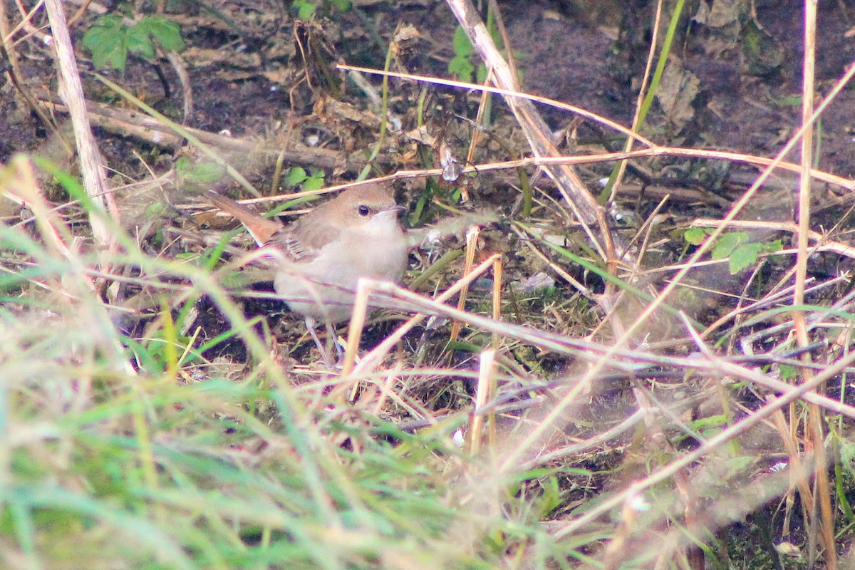 Common Nightingale (golzii) - ML643938614