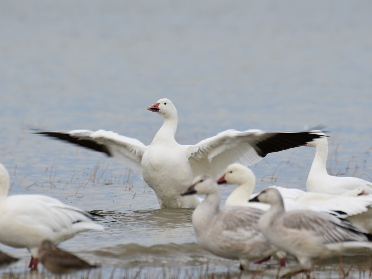 Snow Goose - ML643938636