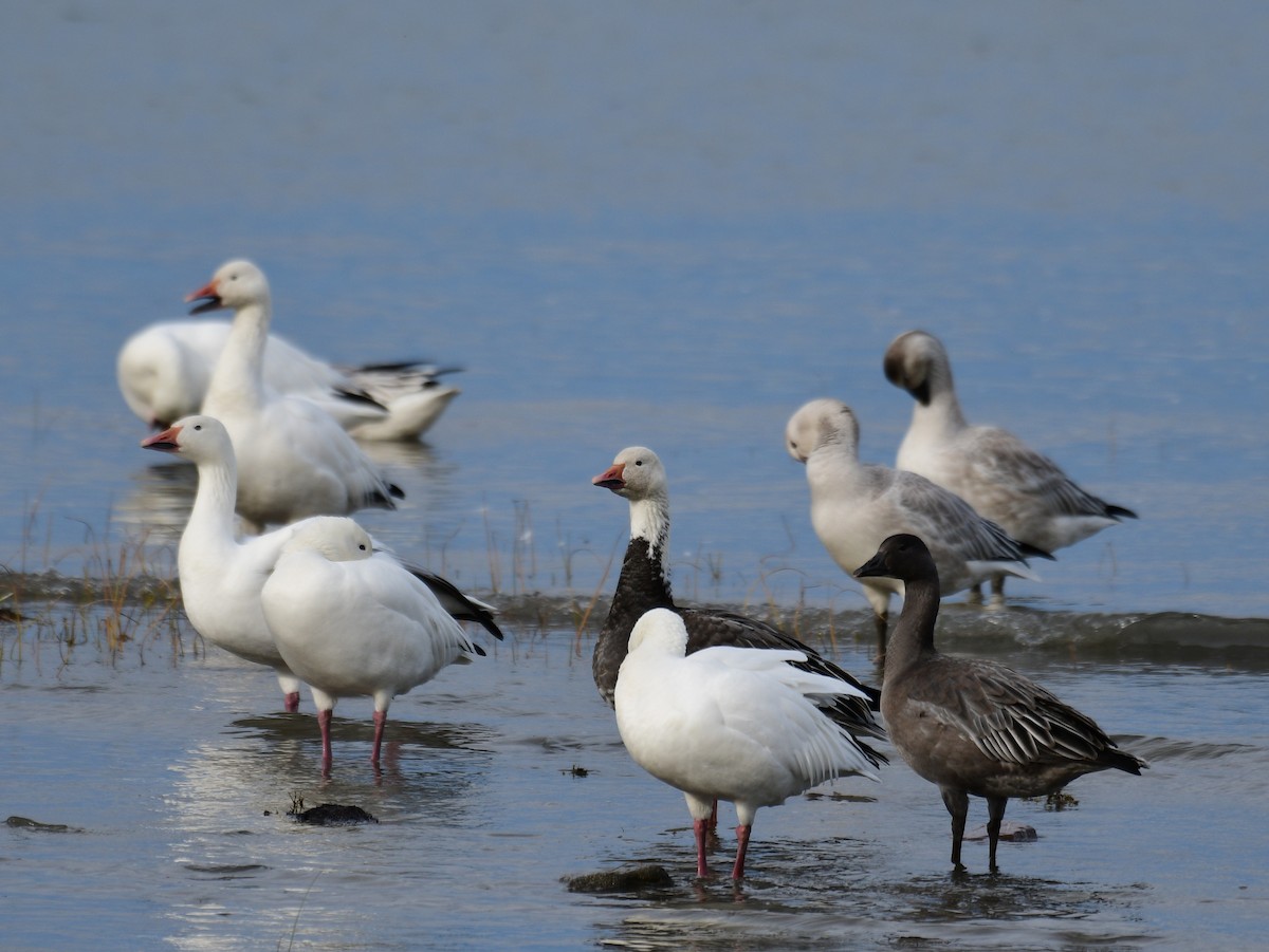 Snow Goose - ML643938637