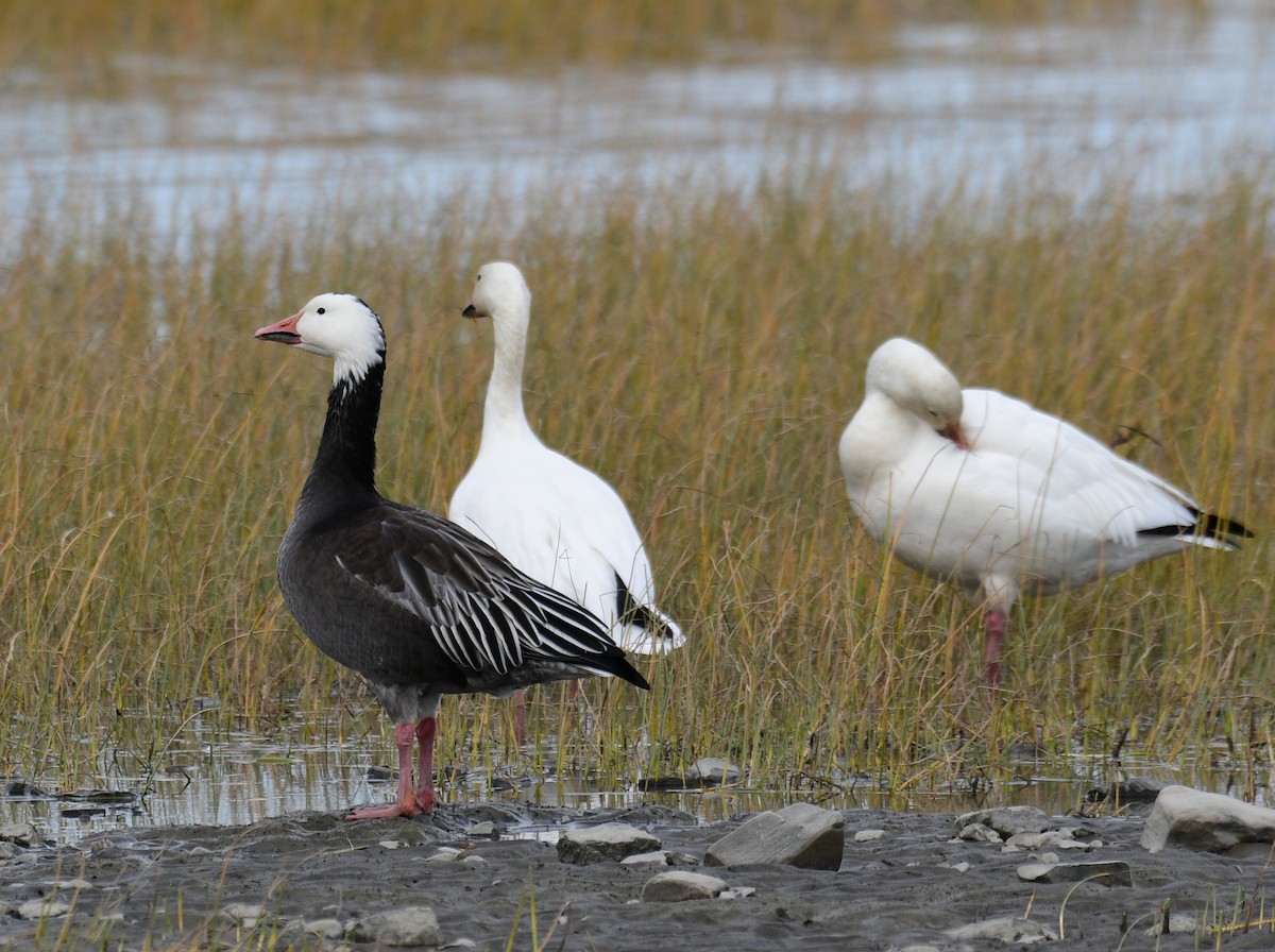Snow Goose - ML643938638