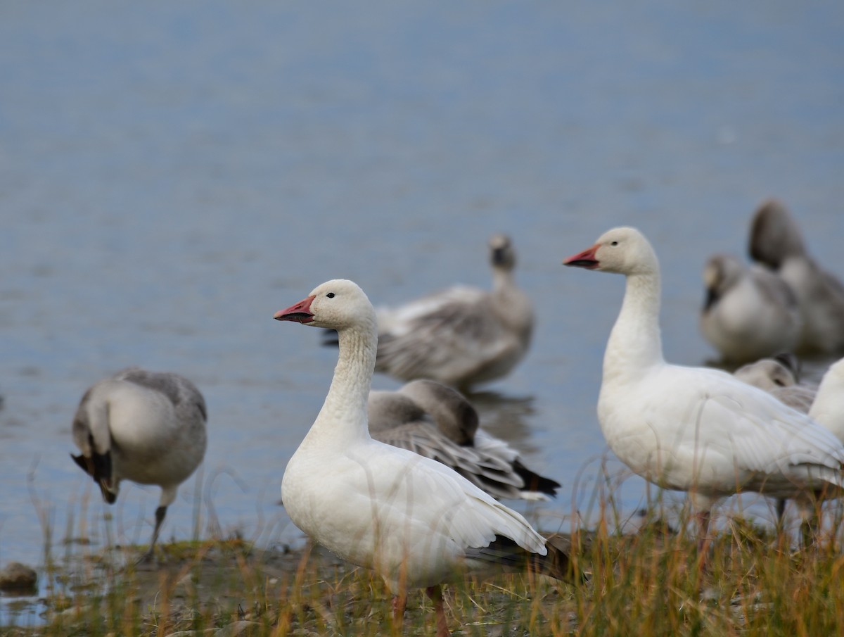 Snow Goose - ML643938639