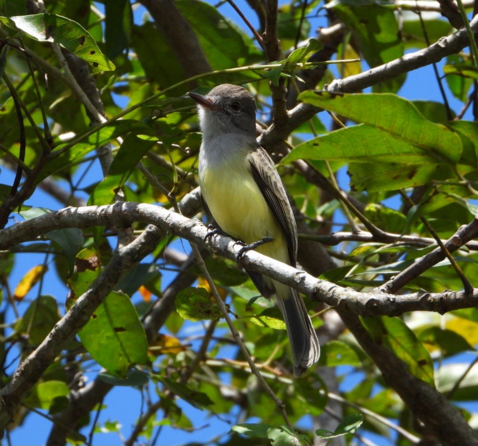 Panama Flycatcher - ML643938641