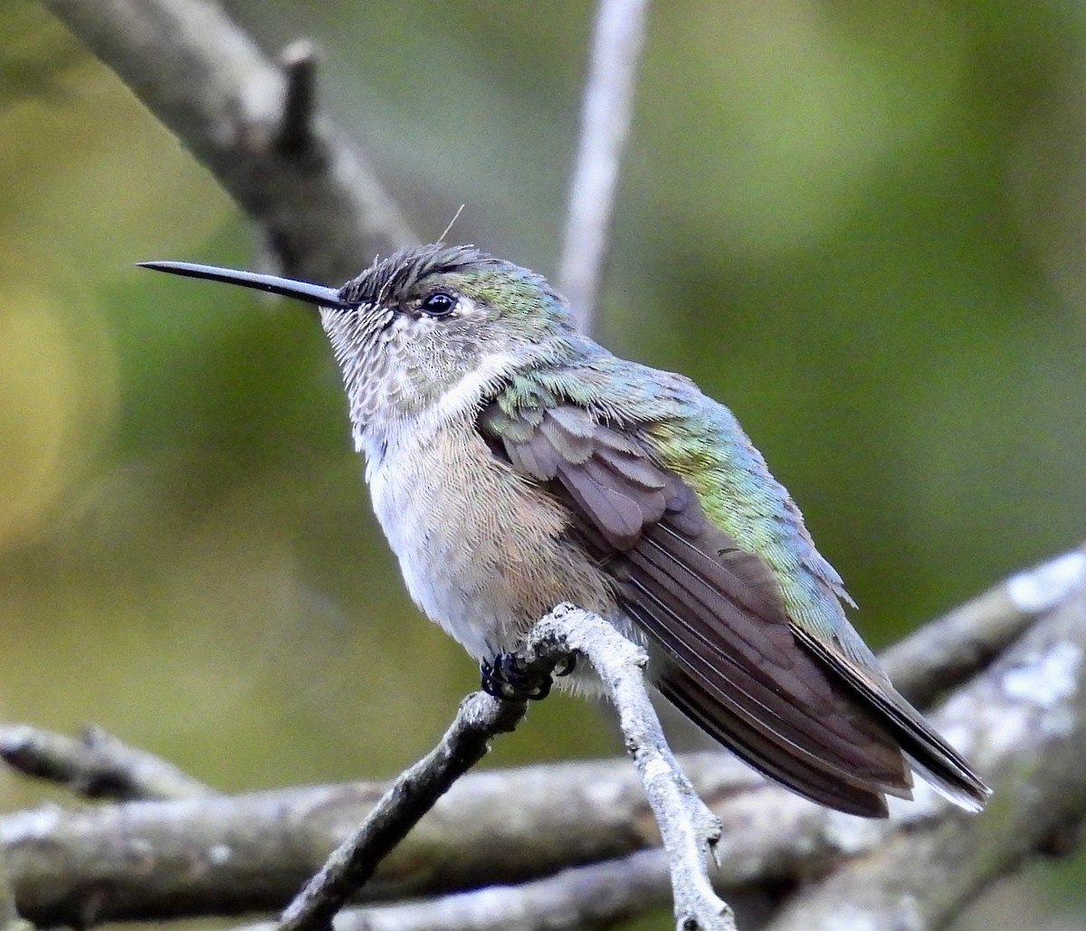 Broad-tailed Hummingbird - ML643938660