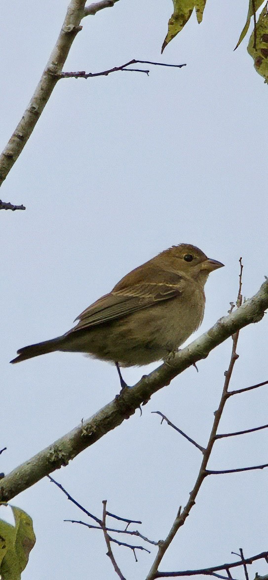 Indigo Bunting - ML643938662