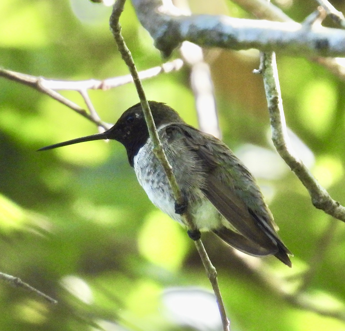 Black-chinned Hummingbird - ML643938675