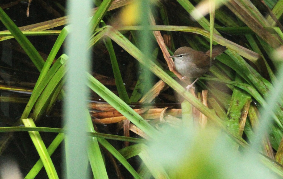Cetti's Warbler - ML643938693