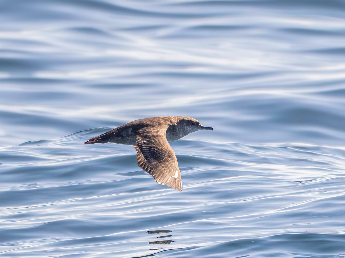 Balearic Shearwater - ML643938705
