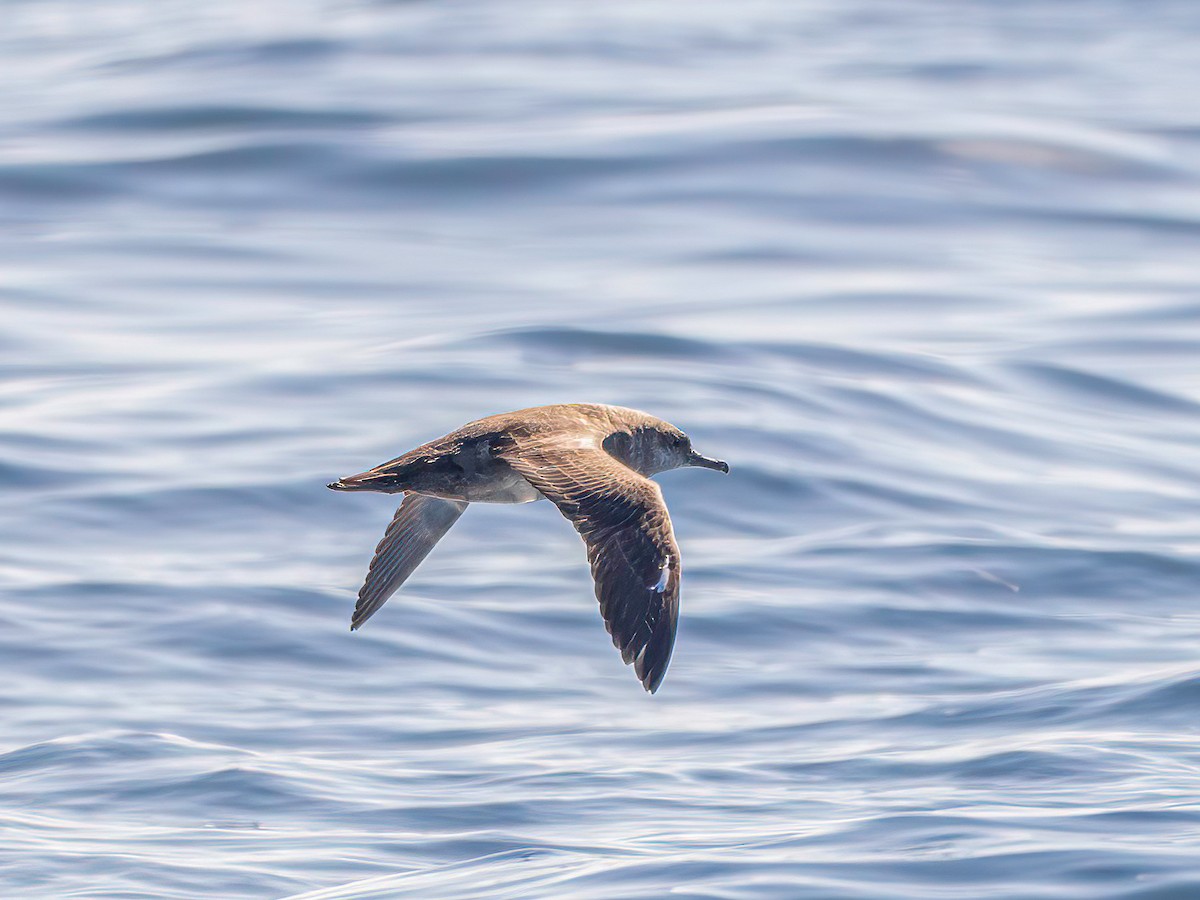 Balearic Shearwater - ML643938717