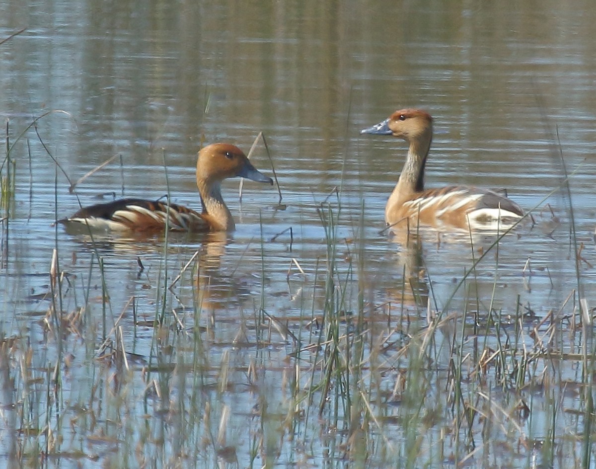 Fulvous Whistling-Duck - ML643938719