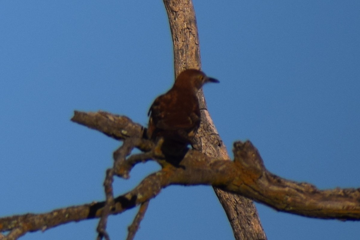 brunspottefugl - ML643938732