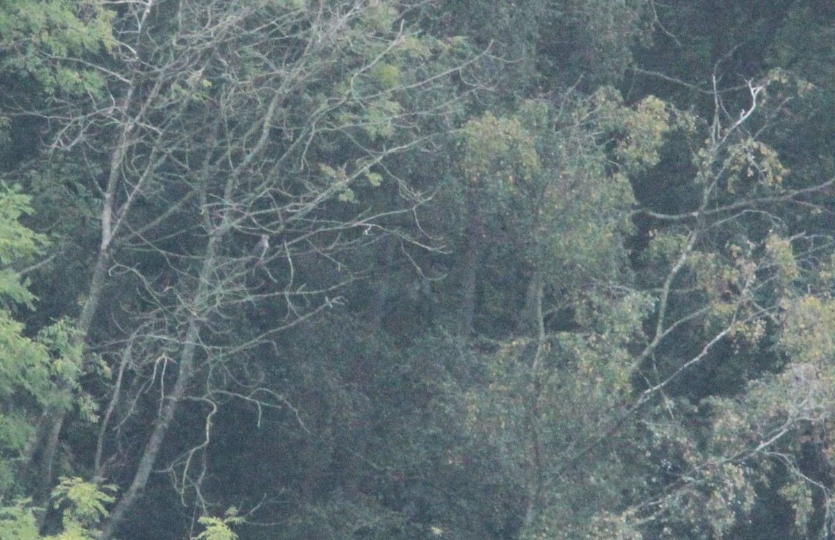 Eurasian Goshawk - ML643938751