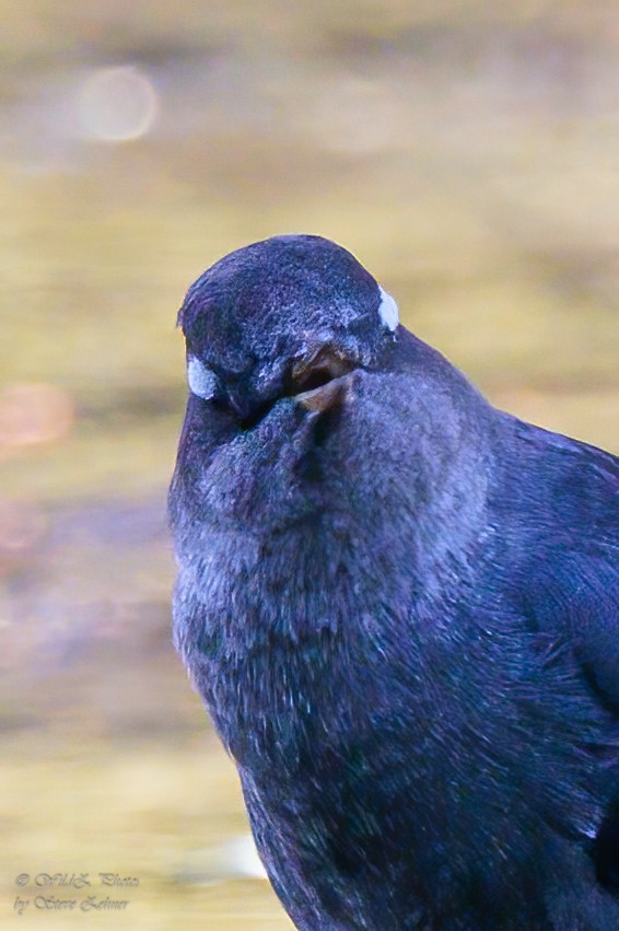 Mirlo Acuático Norteamericano - ML643938758