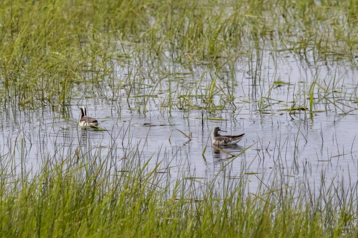 Wilson's Phalarope - ML643938760