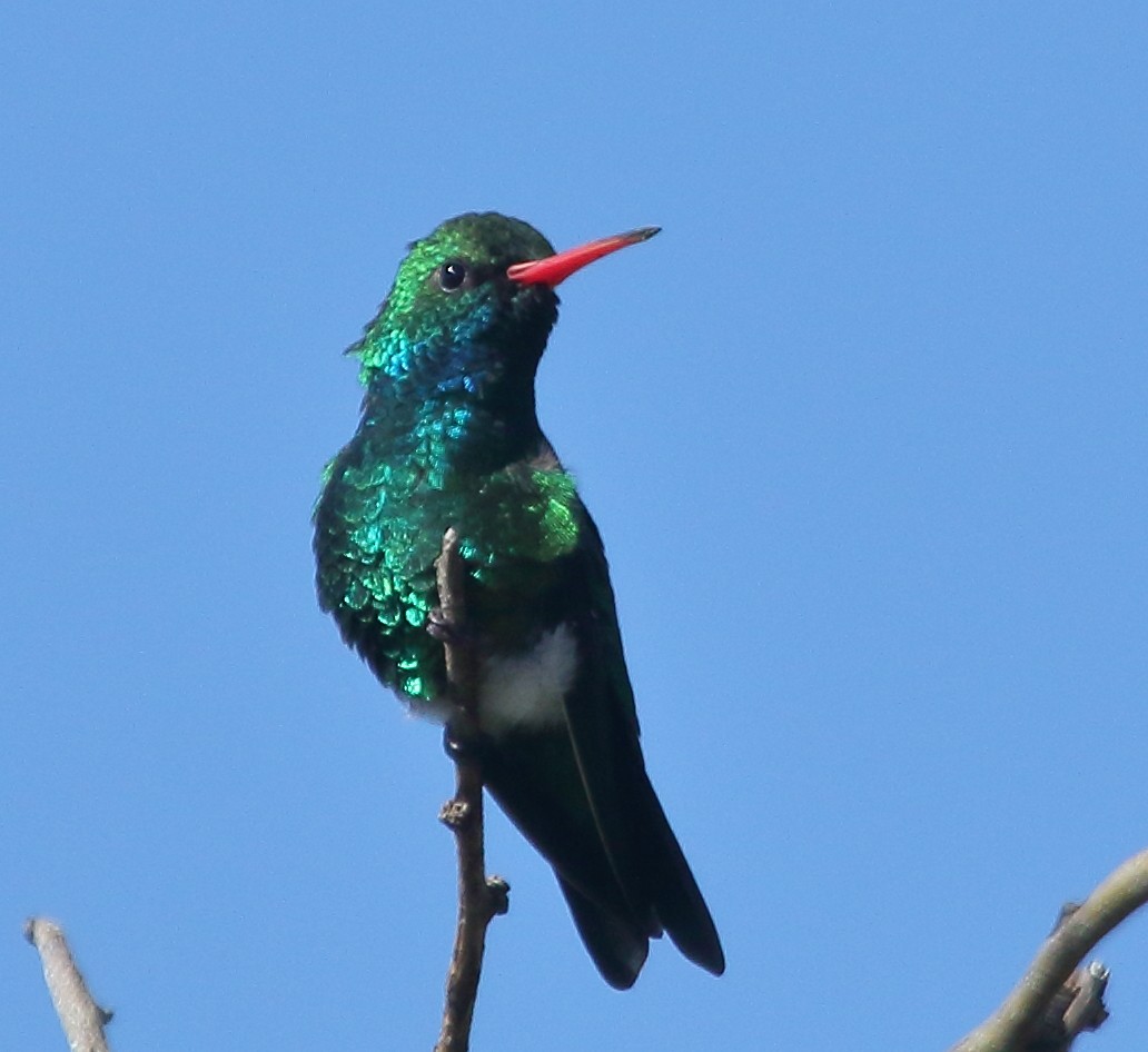 Glittering-bellied Emerald - ML643938765