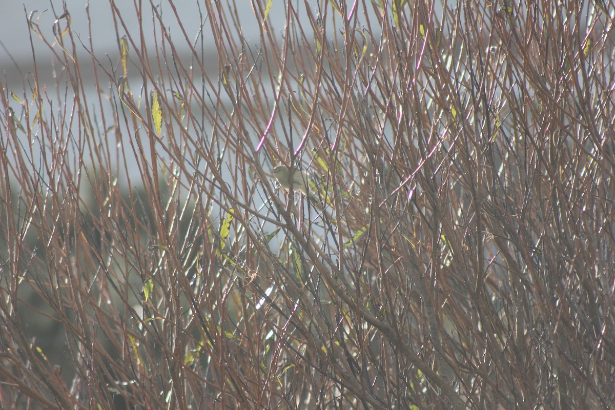 Txio arrunta - ML643938775