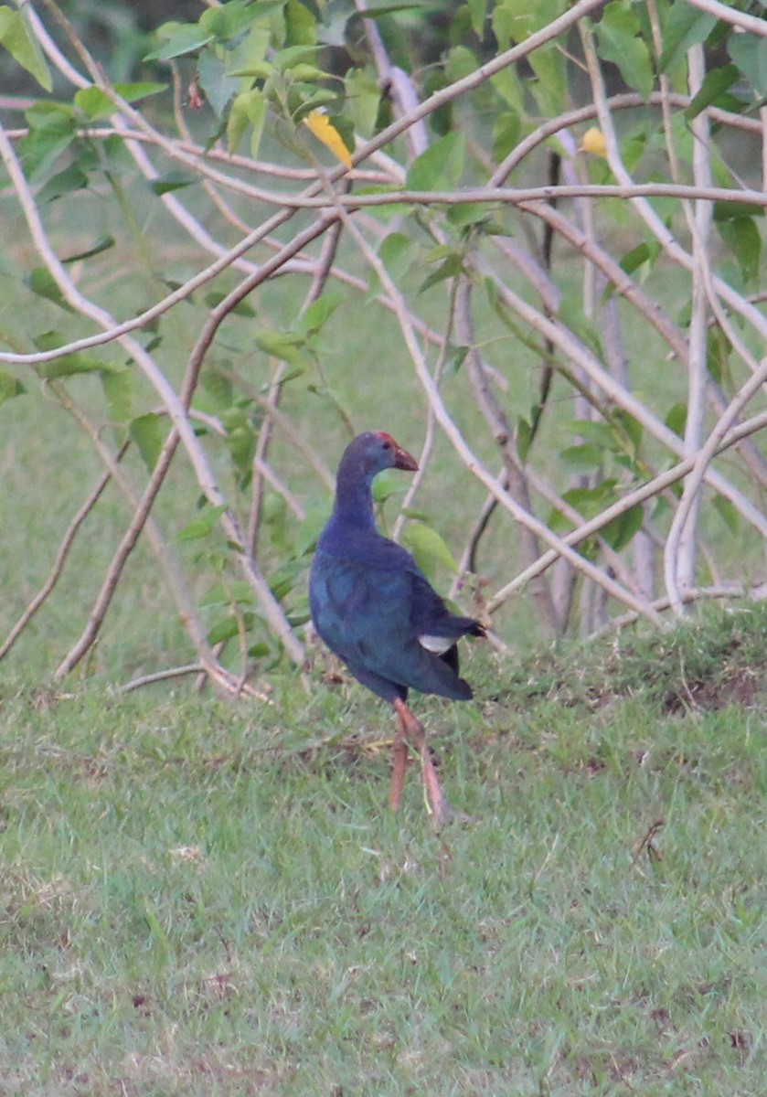Uroilo urdin burugrisa - ML643938777