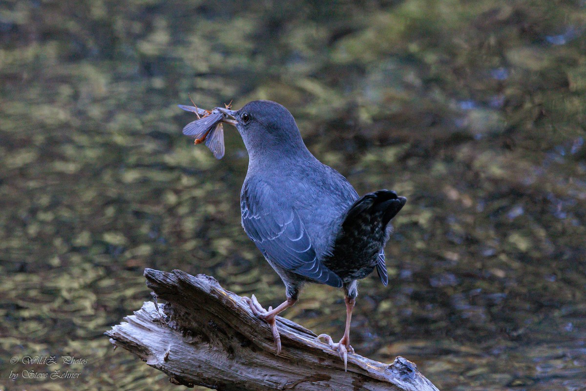 Mirlo Acuático Norteamericano - ML643938788