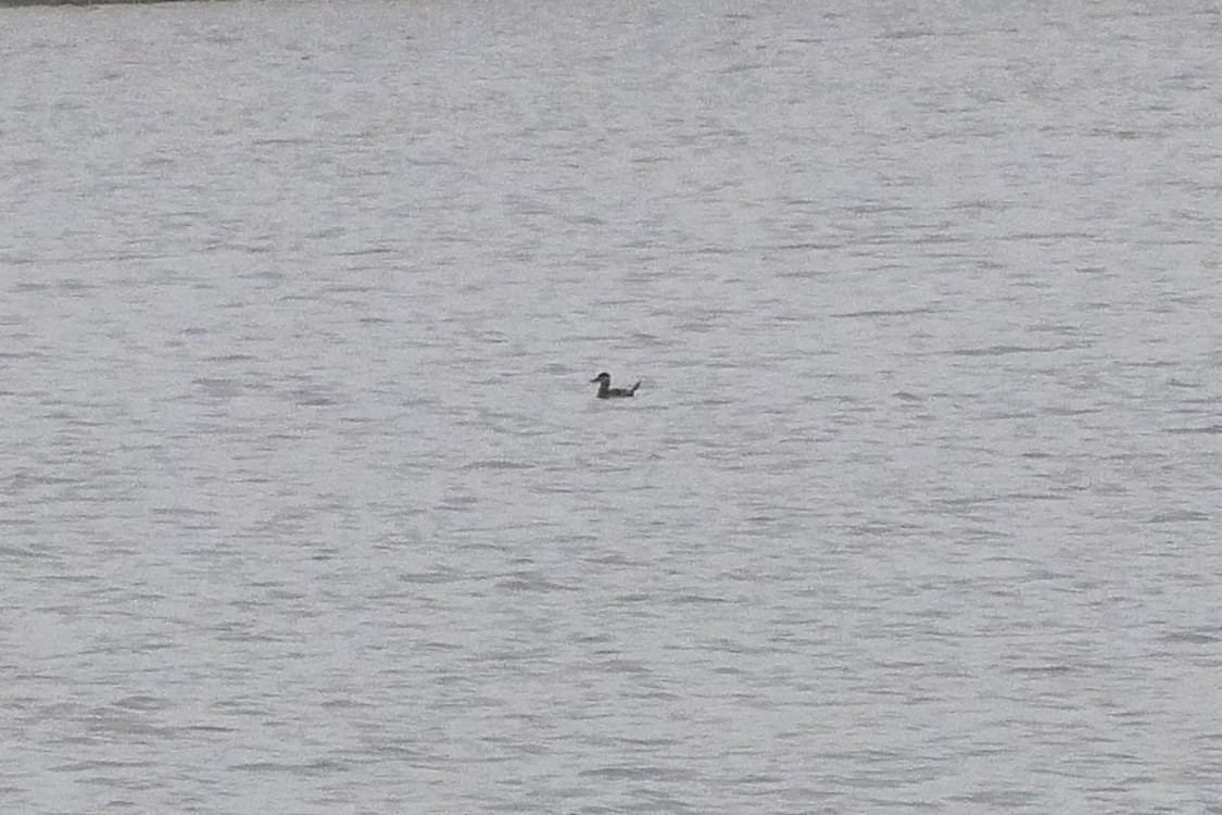 Ruddy Duck - ML643938802