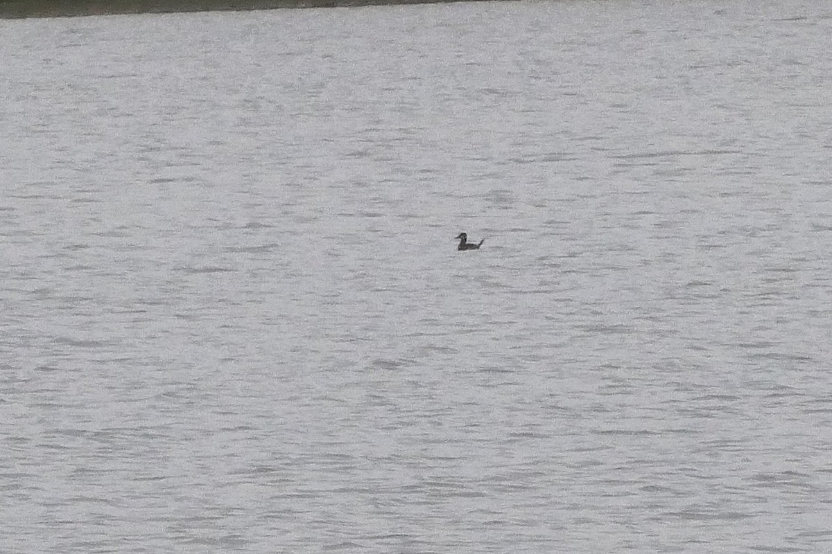 Ruddy Duck - ML643938803