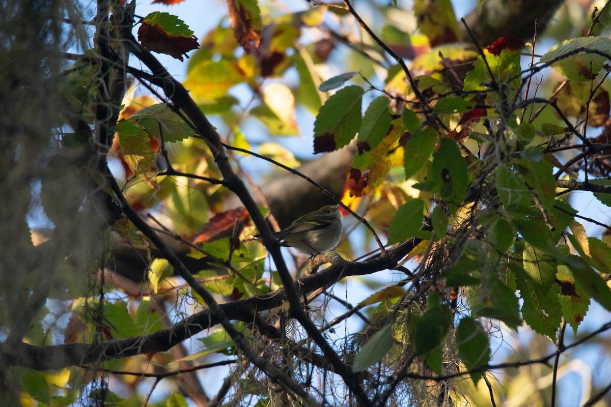 Chestnut-sided Warbler - ML643938806
