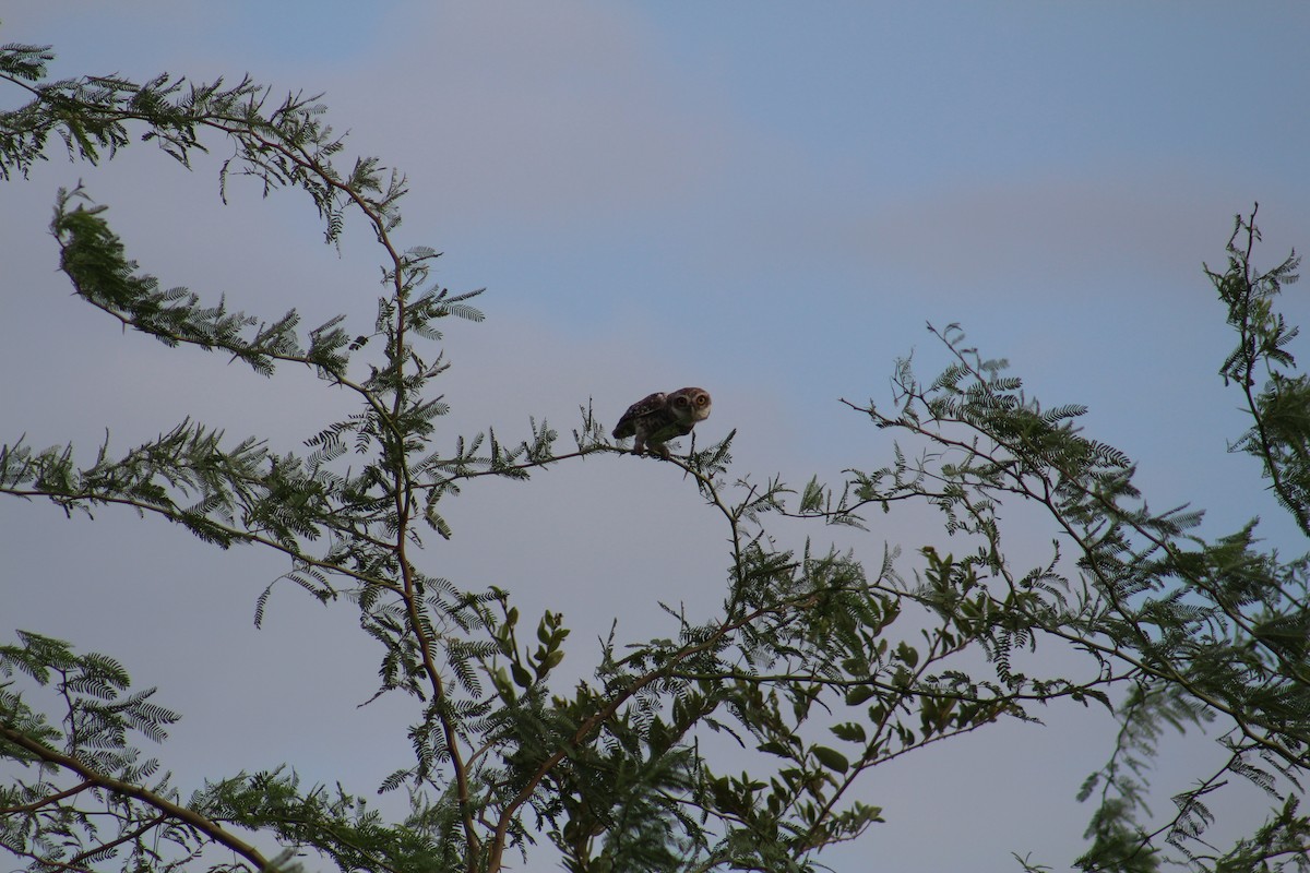 Spotted Owlet - ML643938811