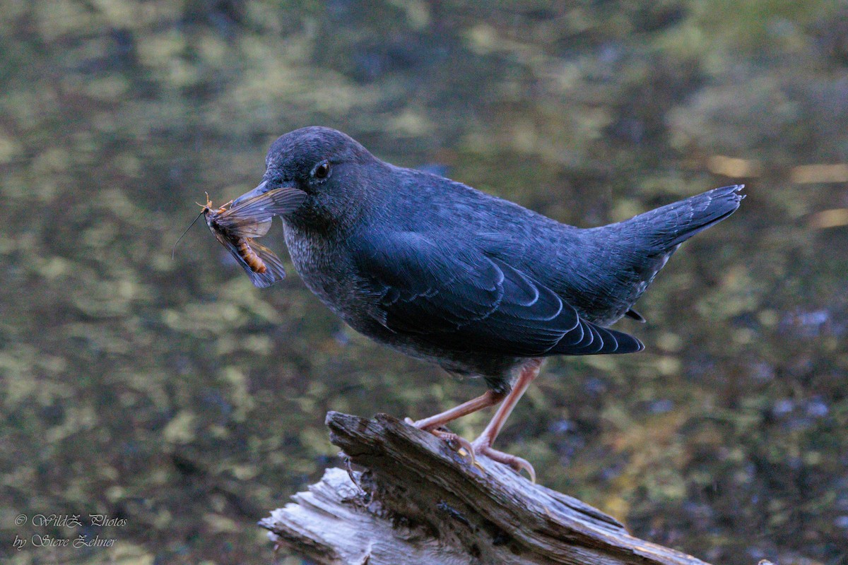 Mirlo Acuático Norteamericano - ML643938825