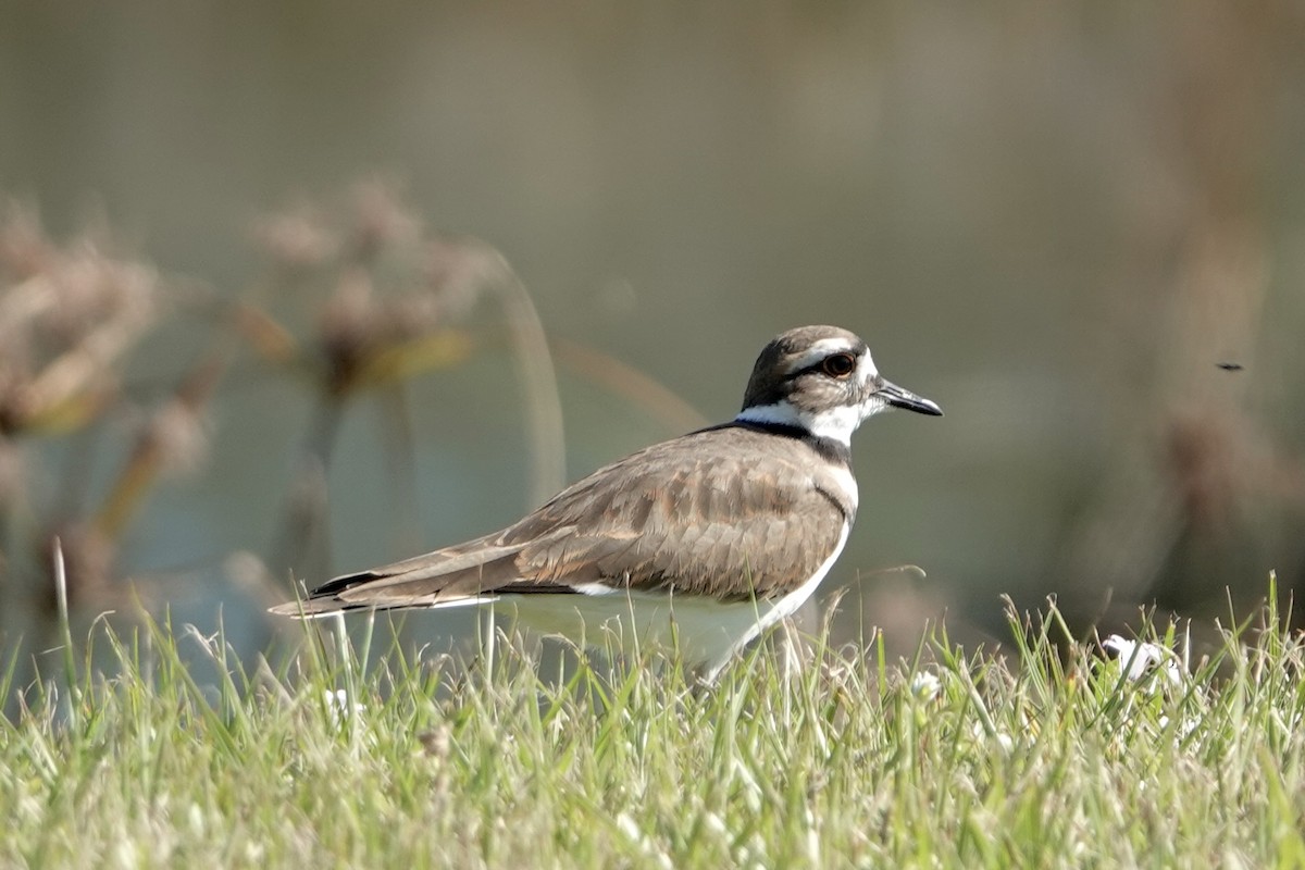 Killdeer - ML643938843