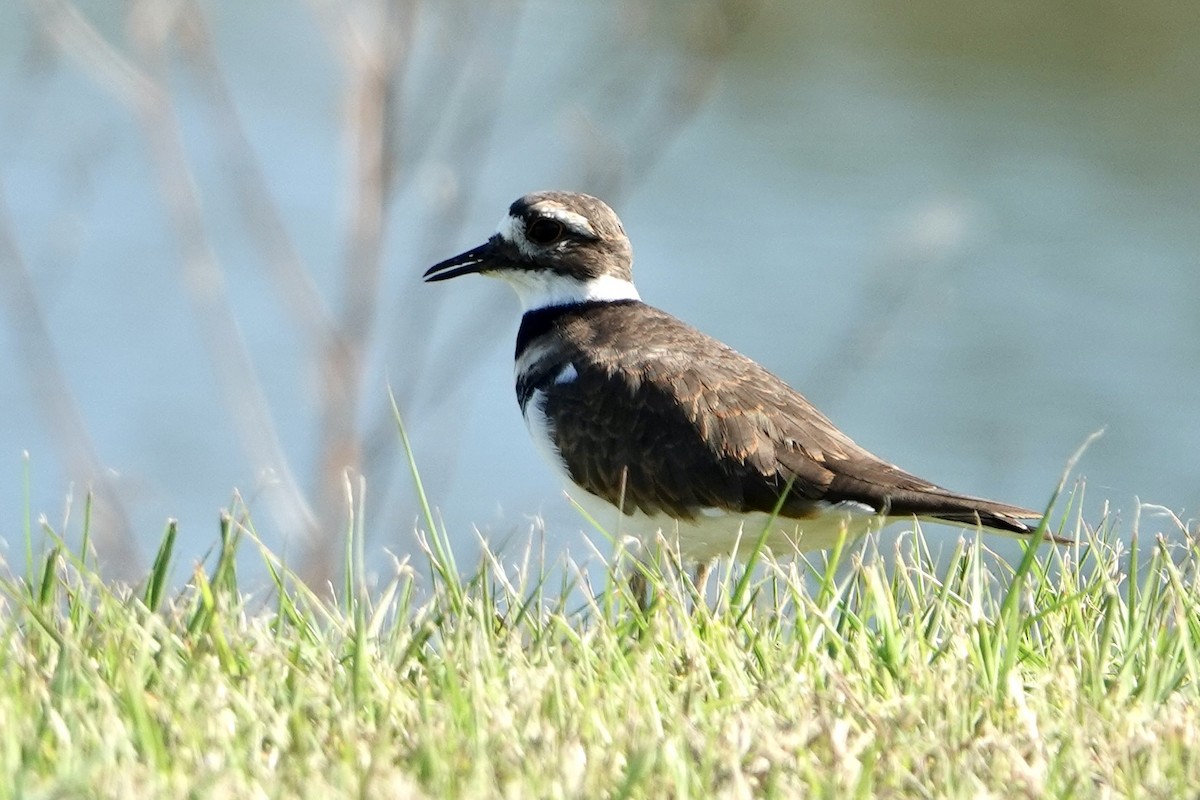 Killdeer - ML643938847