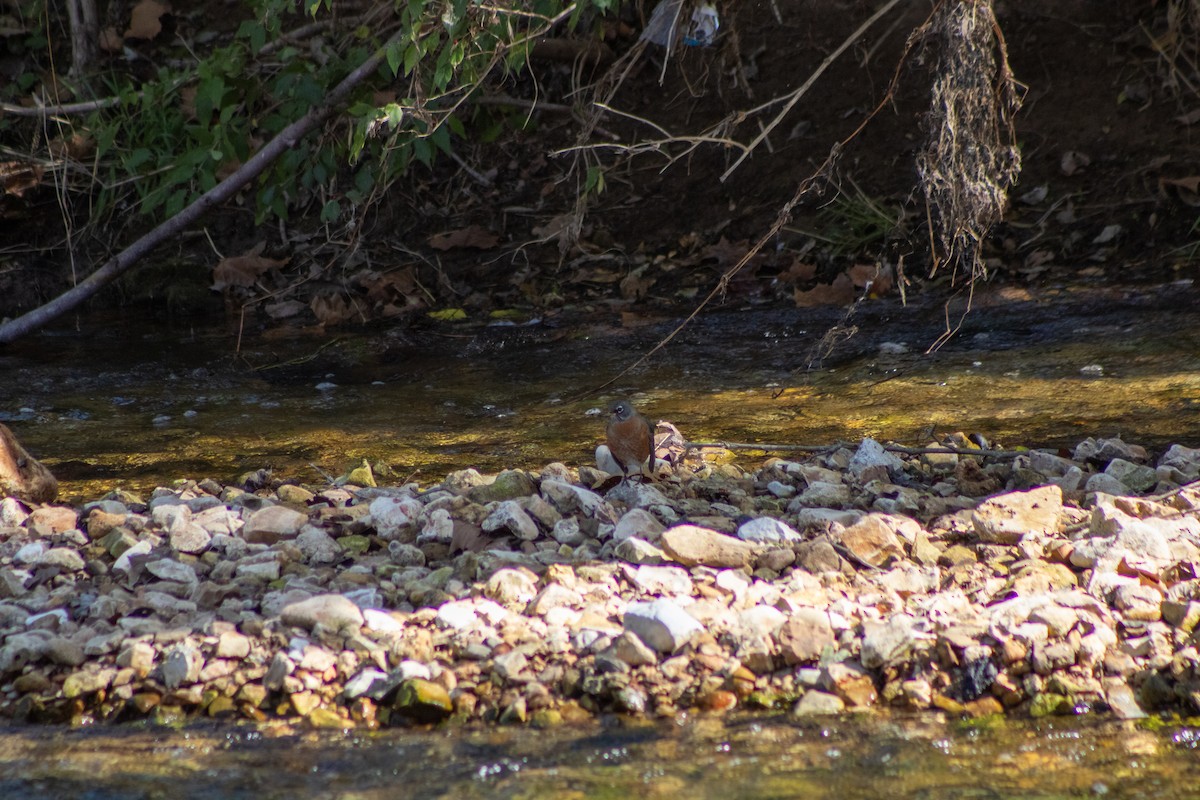 American Robin - ML643938856