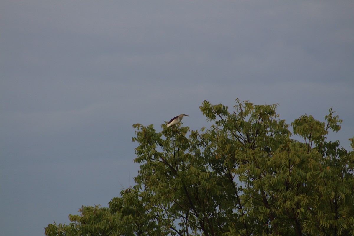Indian Pond-Heron - ML643938871