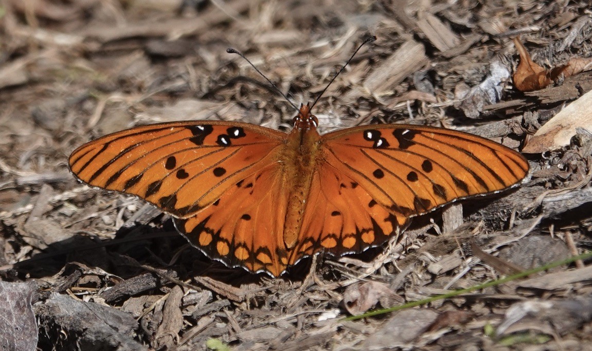 Gulf Fritillary - ML643938876