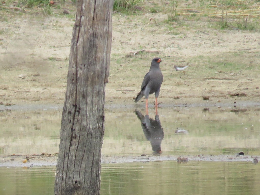 Dark Chanting-Goshawk - ML643938887
