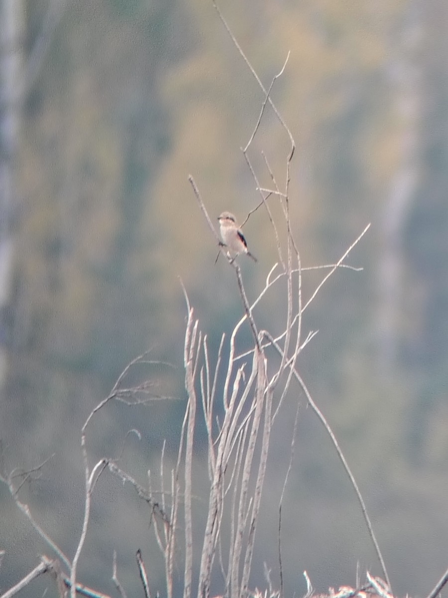 Northern Shrike - ML643938890