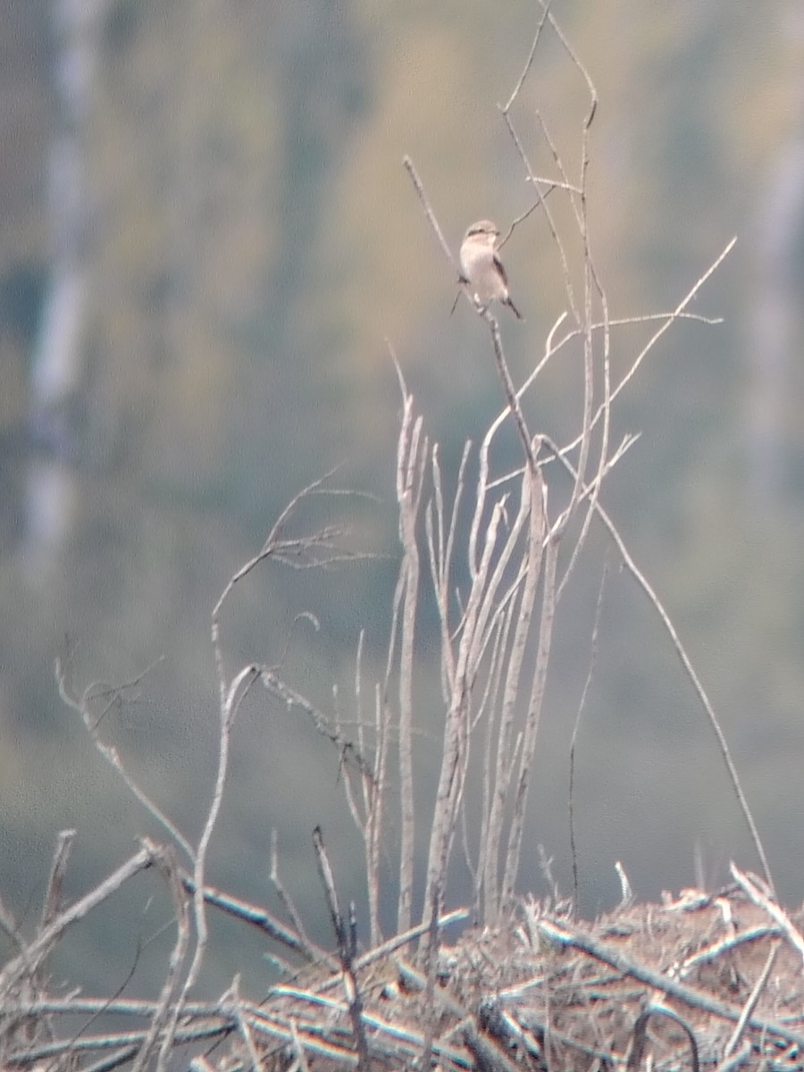 Northern Shrike - ML643938894