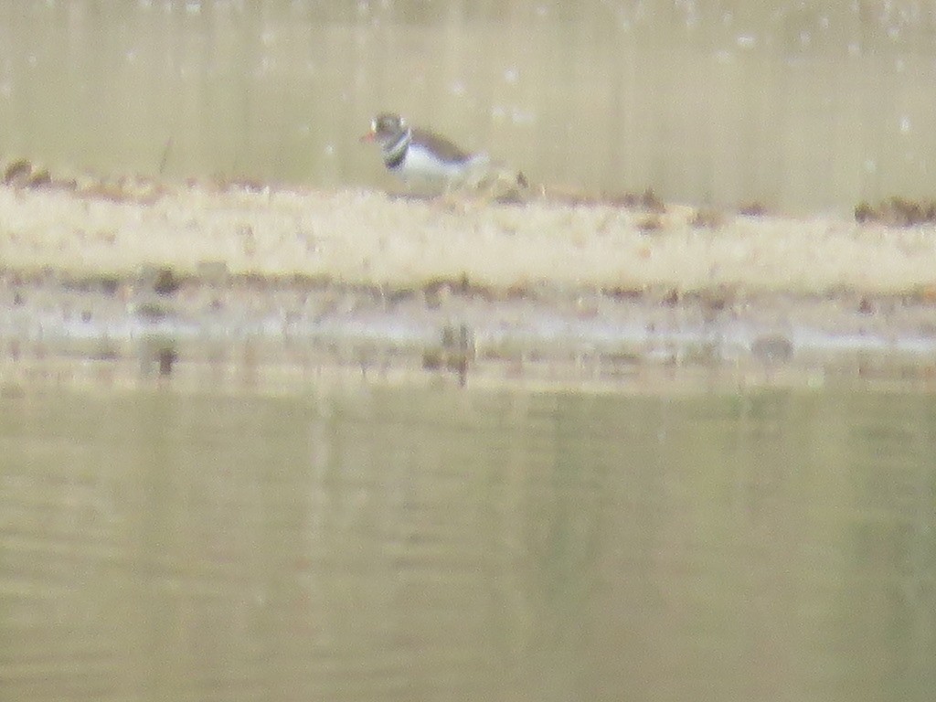 Three-banded Plover - ML643938907