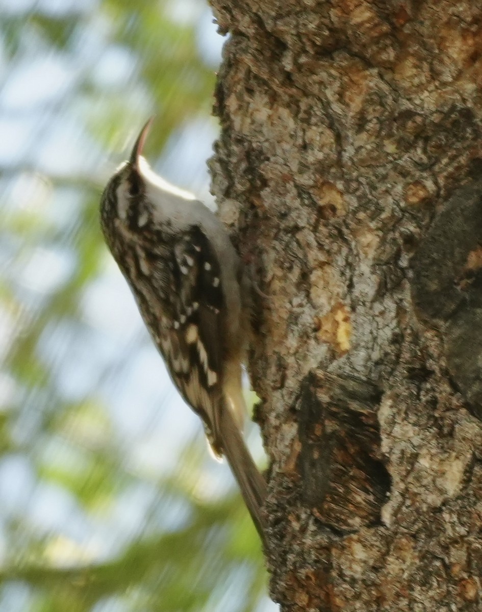 Brown Creeper - ML643938996