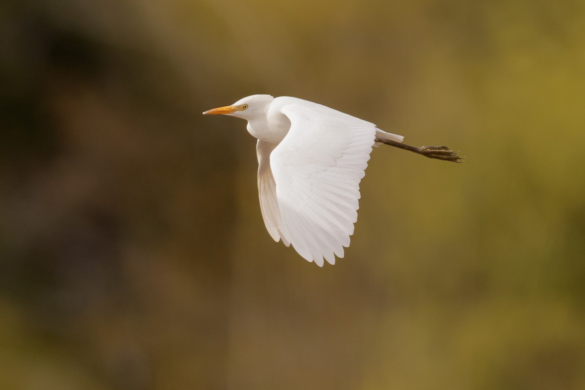 Airone guardabuoi - ML643939003