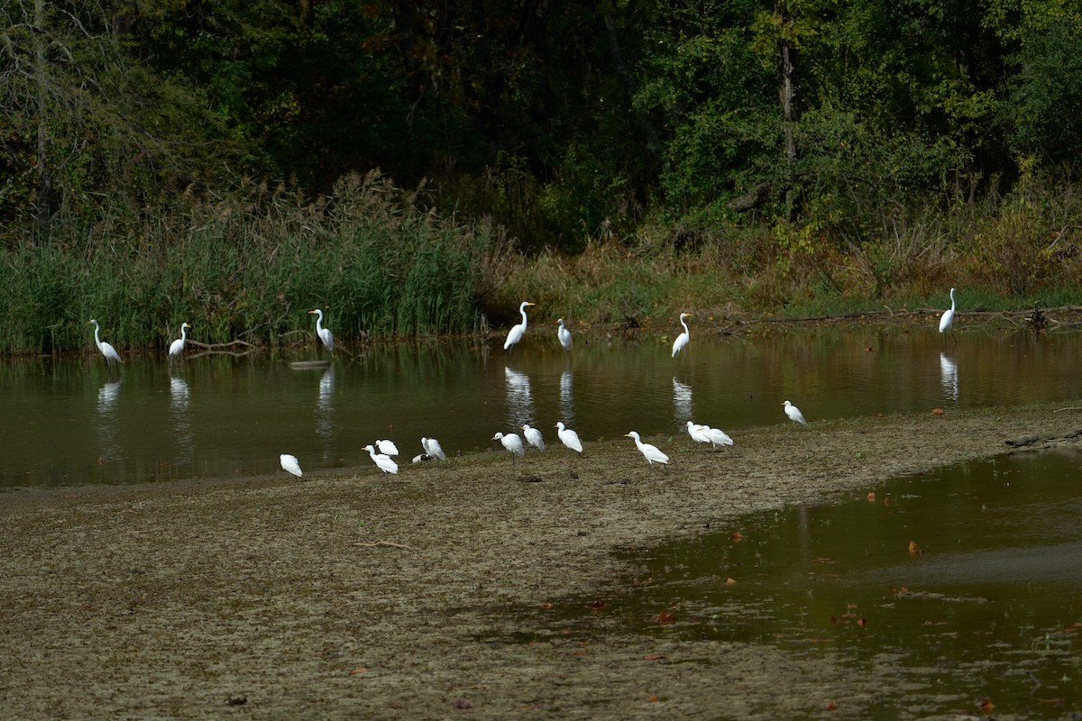 Airone guardabuoi - ML643939009